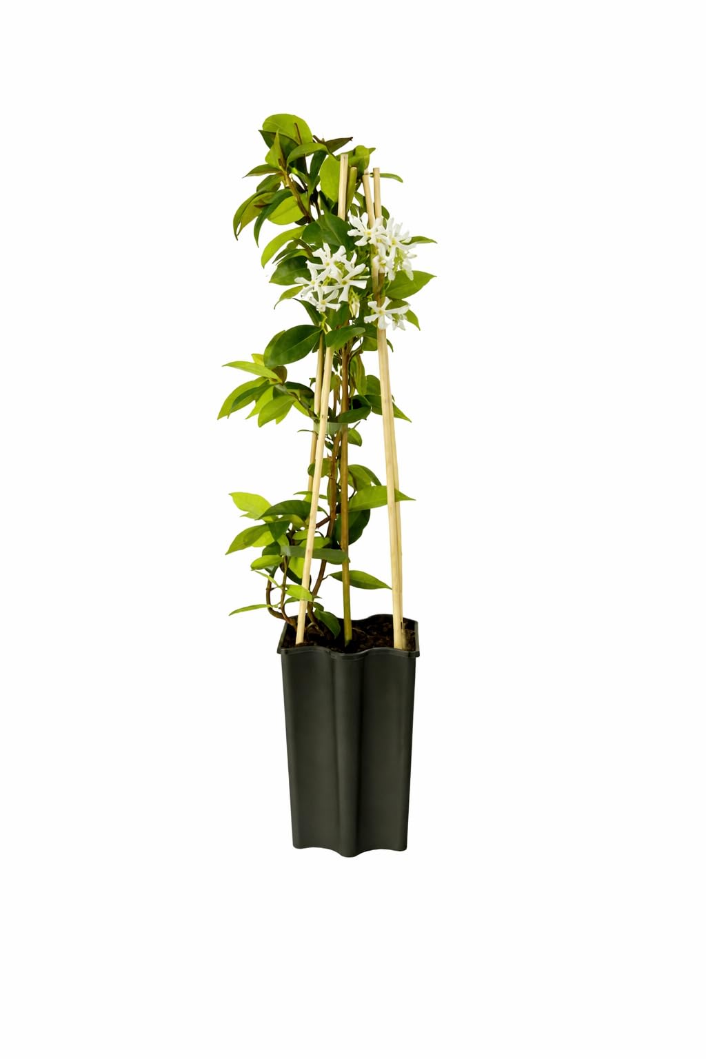 Star Jasmine (Trachelospermum Jasminoides) 50-70 cm - Evergreen