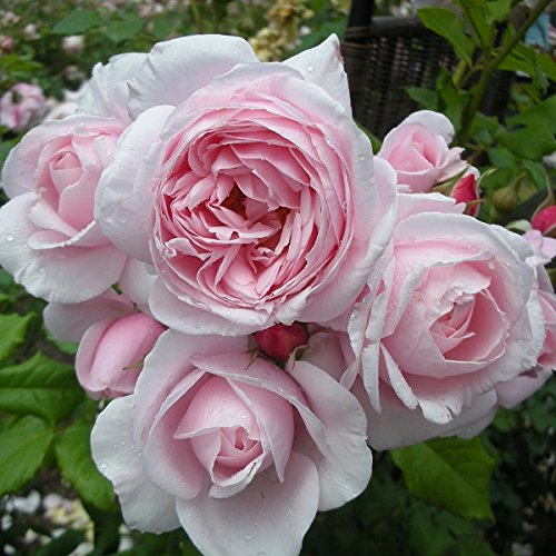 Amazon.co.jp: Naema Rose Seedlings (New Seedling) Vine Roses Four