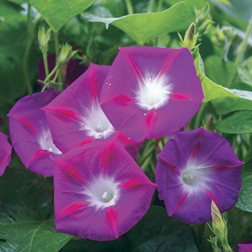 M-Tech Gardens Rare Morning Glory Ipomoea purpurea" Party Dress" Seeds For Growing (10 Seeds Pack)-image-3