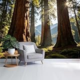Custom Size Wall Mural Giant Sequoia Forest Landscape Sun Rays Forest Theme SelfAdhesive Wall Fabric Removable Wallpaper for Home Office Decor