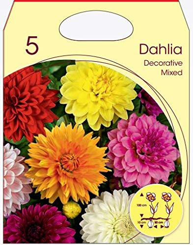 Holland Park Bulbi da Trapianto di Vari Colori e Tipologie a Fioritura Primaverile/Estiva (DALIE DECORATIVE VARI COLORI 5 BULBI)