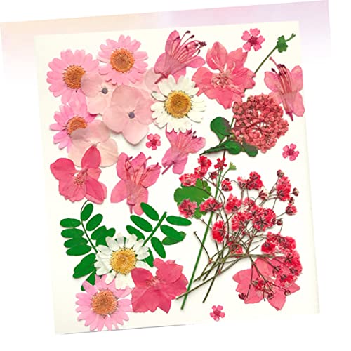 30 pcs Materiales para DIY Flores Presionadas Reales miniatura 6