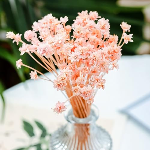 100 piezas Mini flores secas decorativas brasileñas miniatura 6