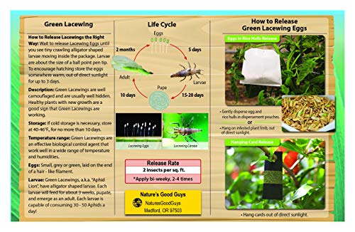 Green Lacewing 2,500 Eggs - Good Bugs Green Lacewing 2,500 Eggs - Good Bugs