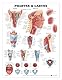 Anatomieposter: Pharynx and Larynx (englische Version)