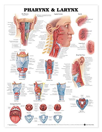 Pharynx &amp; Larynx Anatomical Chart