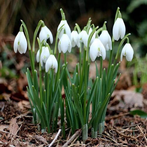 50pcs Galanthus Nivalis Flower Seeds Fast Growing Suitable for Indoor & Outdoor Gardens