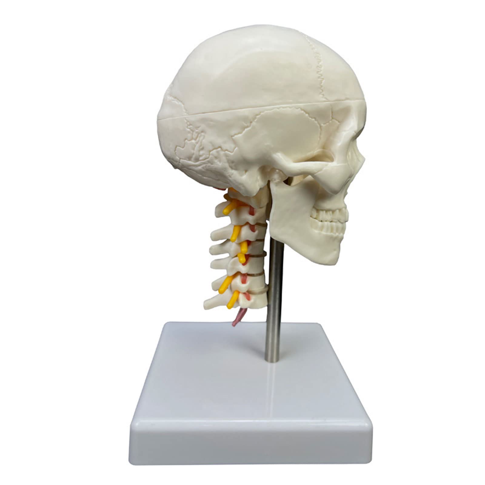 Cranio umano con vertebra cervicale Modello anatomico Scultura Fornitura medica per scienze Studio in aula Insegnamento del cranio umano con Vertebra cervicale Anatomico per Scienze Studio in aula