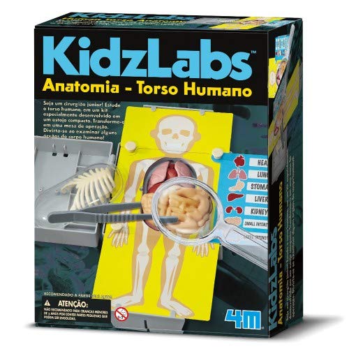 Anatomia - Torso Humano