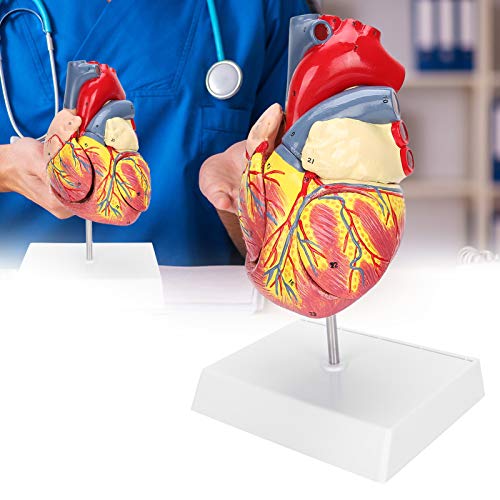 Image of Human Heart Model 48 Anatomical Internal Structures, 2-Part Life Size Anatomically Accurate Numbered Heart Model, 3 x Removable Parts for Teaching use