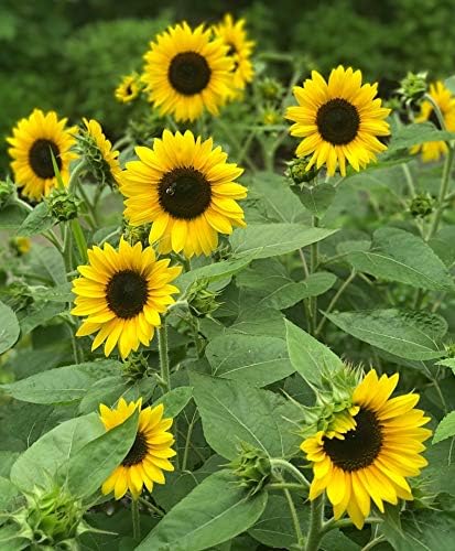 Image of Mini Sunflower Live Plant - Dwarf Flowering Plant for Pots, Balcony & Home Garden (Pack Of 50+ Seed)