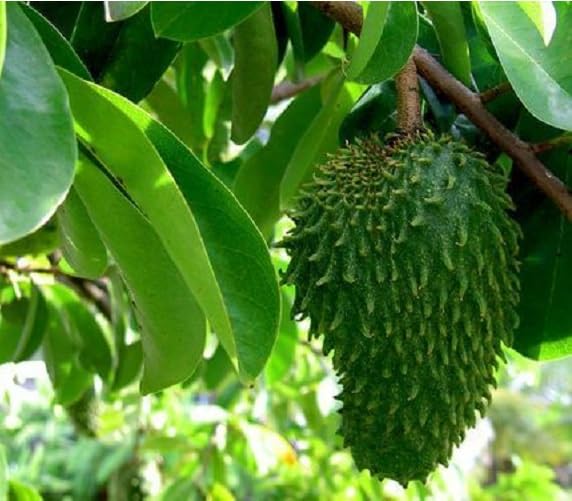 Semillas de guanábana fresca verde 60 piezas para plantar
