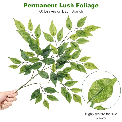 Comparativas de Ficus benjamina disponible en línea. 24 Imagen adicional