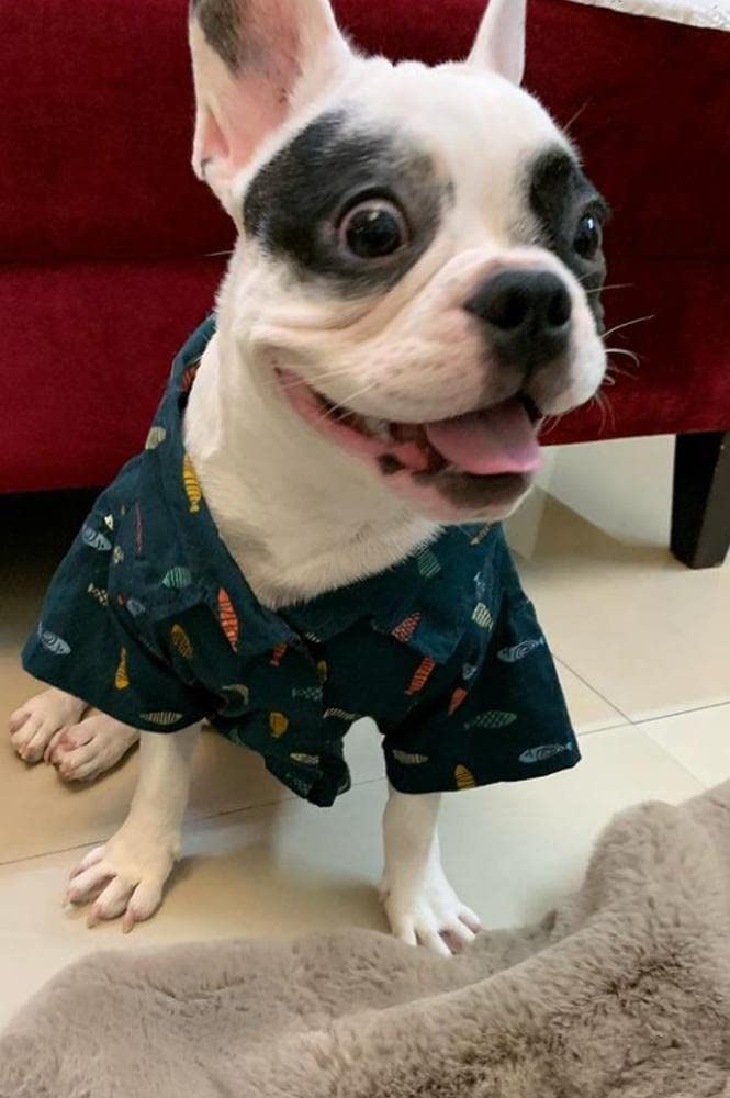 Mutt of Course Fishes in The Sea 100% Cotton Shirt for Dogs | Summer Clothes for Dogs | (Size in Inches Neck - 12" | Chest - 23" | Length - 13") (L) (B09JM1V4WQ) Amazon Price History, Amazon Price Tracker