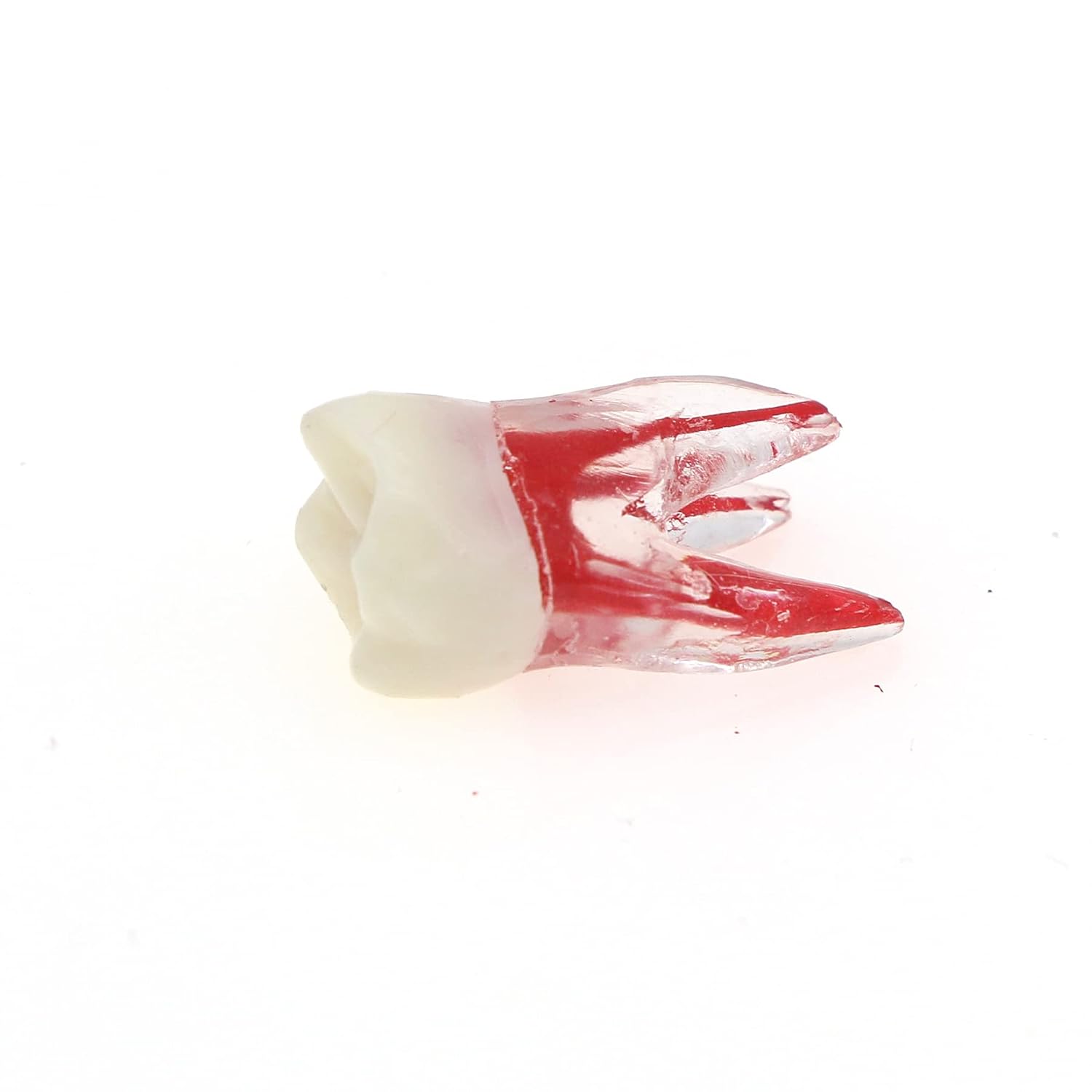 5Pcs Dental Root Canal Pulp Cavity Teeth Model Endodontic Practice RCT Typodont M8007 11# 14# 16# 21# 33# 34# 35# 36# 44# 45# Practicing Study Teach (5Pcs-M8007-16#)