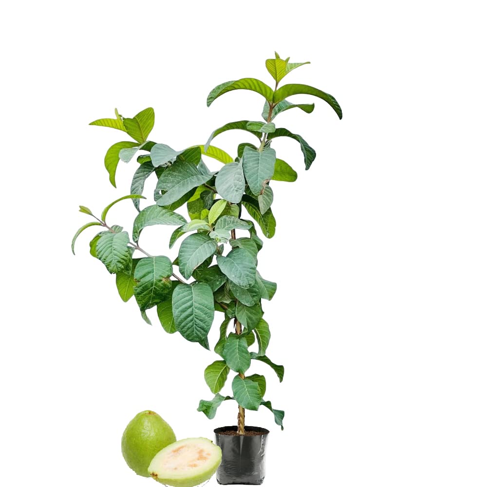 IXORA Amrood Sardar Lucknow-49 L-49 Guava Variety Fruit (Grafted/Air Layering) Live Plant & Tree(1.5-3 Feet Size) (B0BMPTFSPY) Amazon Price History, Amazon Price Tracker