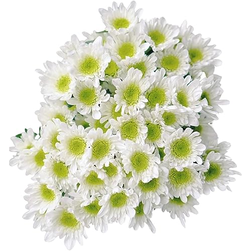 20 Stems Fresh White Daisies Flowers Good Maintenance Long Flowering Hydroponic Flower Arrangement DIY Gifts For Home decoration Birthdays Anniversaries Healing Sympathy Friendship And Love