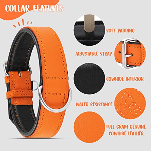 Riparo Echtes Leder Verstellbares Hundehalsband mit Zusätzlicher Verstärkung (L: 3,8CM Breit für 43,2CM - 53,3CM Hals, Orange)