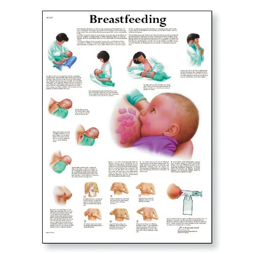 3B Scientific VR2557L Glossy UV Resistant Laminated Paper L'allaitement Anatomical (Breastfeeding Anatomical Chart, French), Poster Size 20