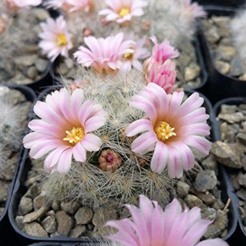 Mammillaria Glassii V. Ascensionis Cacti Cactus Succulent Real Live Plant #TOP20