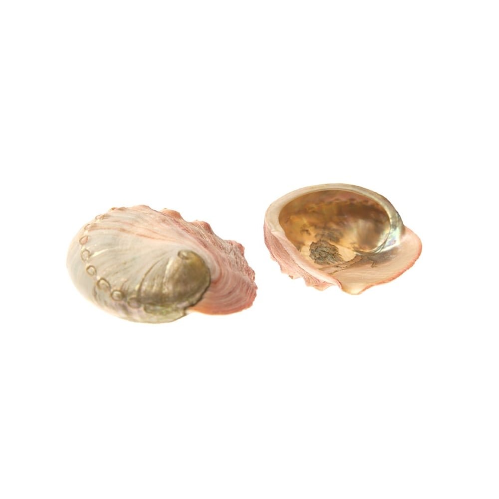 Sacred EssenceAbalone Pink 3-4" Mama Cocha Shell