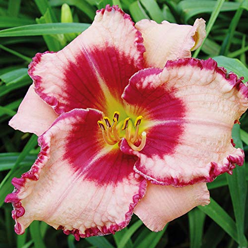 Dare to Love Daylily Flower Bulb - Naturalizing - Perennializing - Easy to Grow Live Plants - Outdoor Garden
