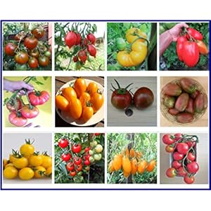 Tomaten Set Kältetolerant : In Deutschland angebaut, Premium Saatgut, ohne Gentechnik und Pestizide, 100% samenfest, diese 12 Tomatensorten sind bestens geeignet für kältere Regionen – Frühe Sorten
