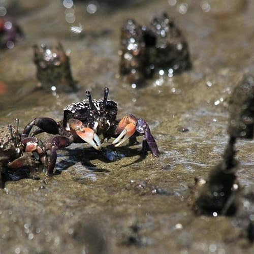 Page de couverture de A new research project to develop a sustainable Aboriginal mud crab fishery