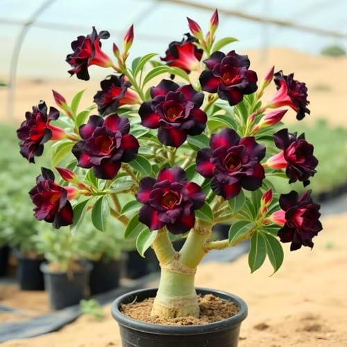 Los bulbos de rosa del desierto tienen colores vibrantes, perfectos para patios y balcones.-1Bulbos-B