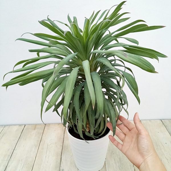 コンパクトサイズ】ユッカ デスメティアーナ子株付き⑫ 【公式通販】