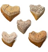 KALIFANO Authentic Fossilized Prehistoric Corax Shark Teeth (5 Pack) from Morocco - Shark Tooth f...