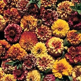 Zinnia Aztec Sunset 1,000 Seeds