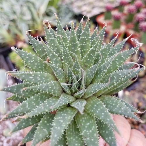 Aloe Aristata Cacti Cactus Succulent Real Live Plant #TOP6