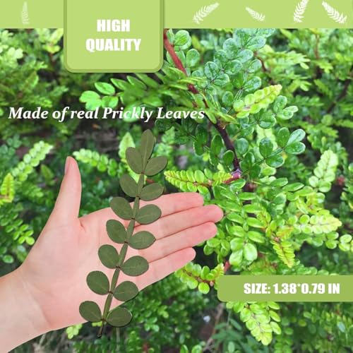 Hojas Seca Prickly Naturales para Manualidades Resina 42PCS miniatura 2