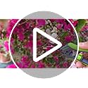 6.5" Gardening Scissors, Sharp Plant Trimming Scissors for Precise Cuts, Stainless Steel Pruning Shears Bonsai Clippers (2-Pack Straight)