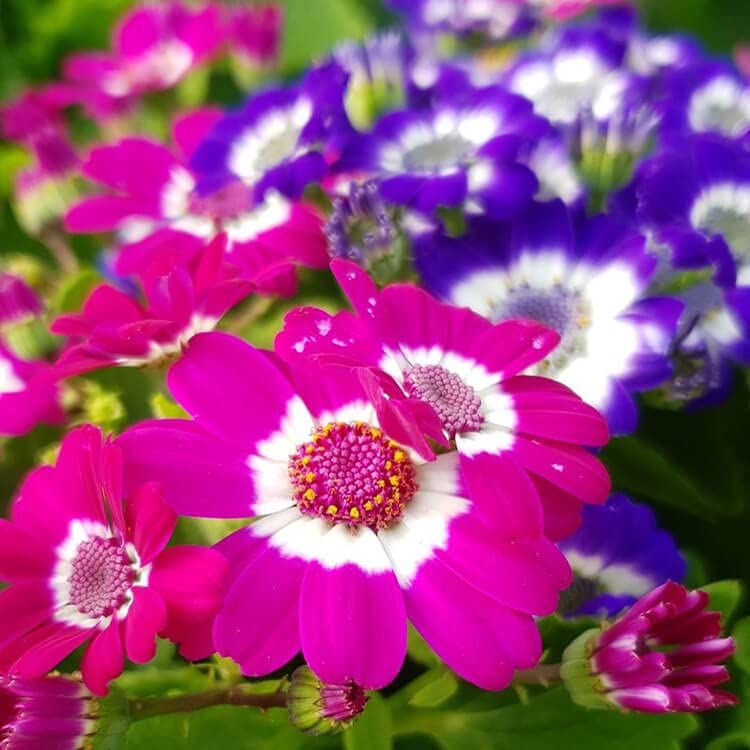 LIVE GREEN Flower Seeds | Cineraria Mixed Color | F1 Hybrid Flower | Seeds For Home Garden (B0995H1PY4) Amazon Price History, Amazon Price Tracker