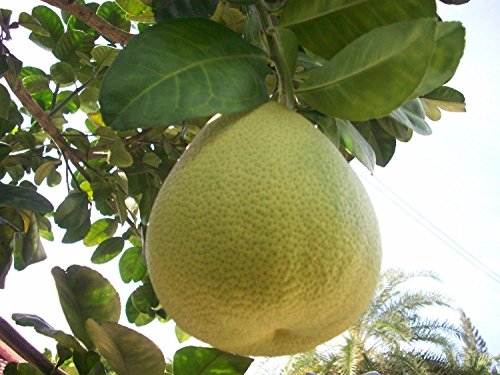 SVI 5 Fresh Thai Grapefruit, Pomelo Seeds, Citrus Maxima from My Garden