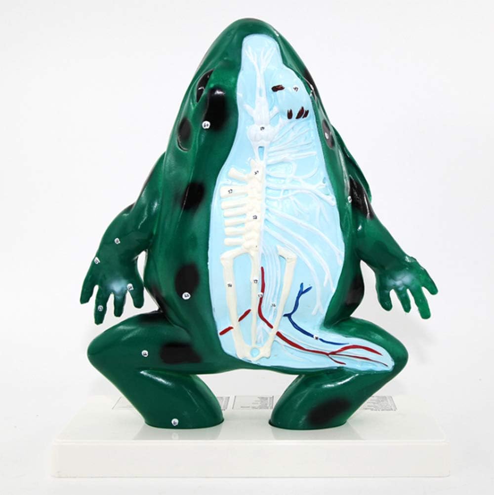 Frog Anatomical Model, Animal Biology Body Organ Anatomy Model for Biological Model Laboratory, Teaching Demonstration