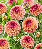 BALDUR Garten 2x Dahlie 'Palmares', Knollen in Größe I, Blickfang für Beet, Kübel & Vase, kompakter Wuchs & üppige Blüte, lange Blütezeit und robust, mehrjährig & pflegeleicht