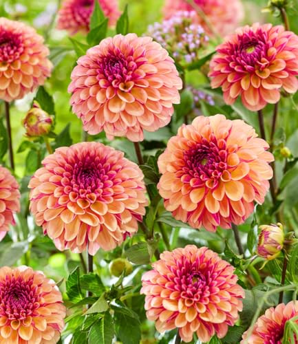 BALDUR Garten 2x Dahlie Palmares Knollen in Größe I Blickfang für Beet Kübel & Vase kompakter Wuchs & üppige Blüte lange Blütezeit und robust mehrjährig & pflegeleicht