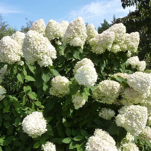 Rispenhortensie Limelight weiß-rosa - Hortensie winterhart & mehrjährig - Hydrangea paniculata - 1 Pflanze von Garten Schlüter - Pflanzen in Top Qualität