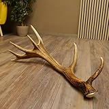 GTK Geweihe & Trophäen Krumholz ist seit über 30 Jahren Ihr Ansprechpartner für Jagdtrophäen, Zubehör und jagdliche Accessoires