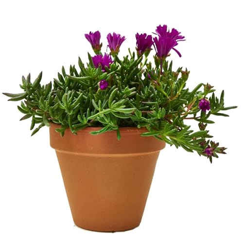 Mesen Natural Suculenta Resistente en Maceta de CERÁMICA - Planta de Exterior