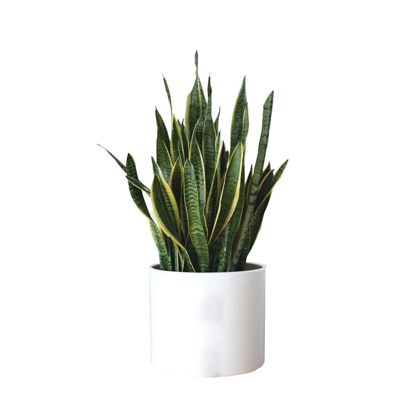 Go4plants Yellow Snake Plant/Air Purifier Plant with pot Amazon.in