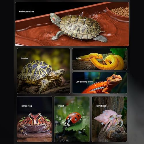 Bac à eau pour tortue Générique avec rampe antidérapante - 5