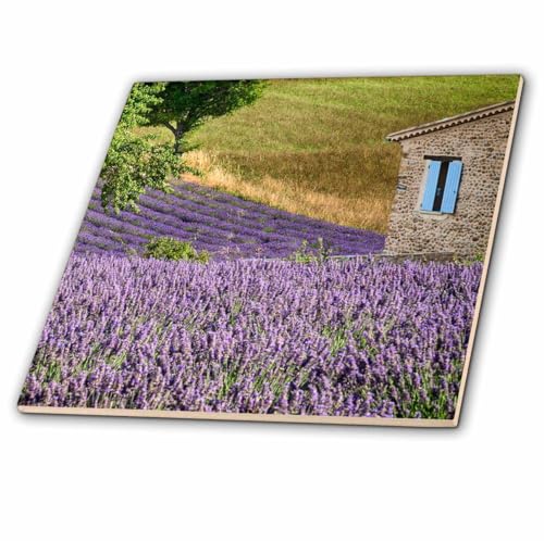 3dRose France, Provence. Lavender Fields Near A Home. Tile, 4 x 4