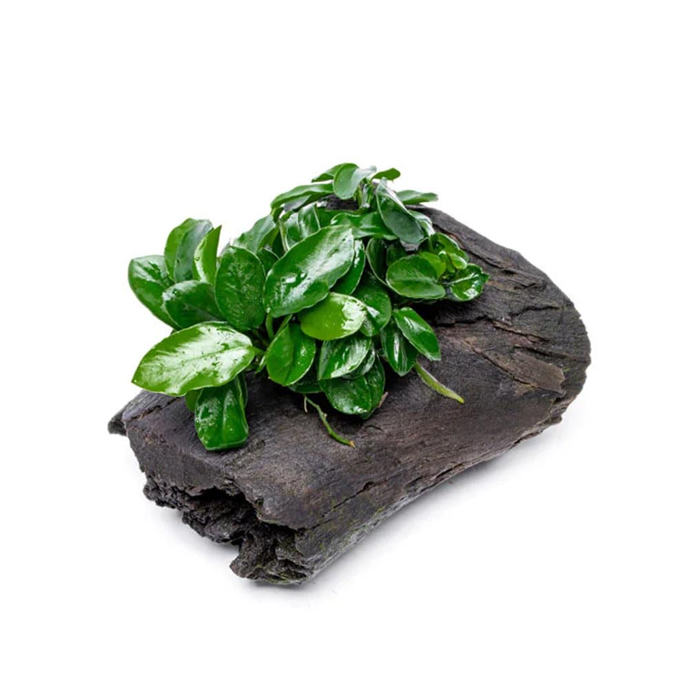 SubstrateSource Anubias Nana Long Wavy on Driftwood