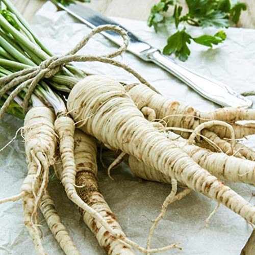 Bravet Vegetable Seeds - 100Pcs Parsnip Seeds Organic Non-GMO Heirloom Parsnip Vegetable Seeds for Home Garden Balcony - Thumbnail 6