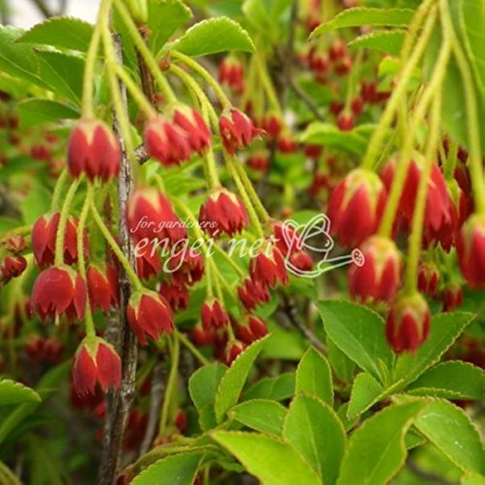 ベニドウダンツツジ【現品発送】管理70626 ベニドウダンツツジ【現品発送】管理70626 ベニドウダンツツジ