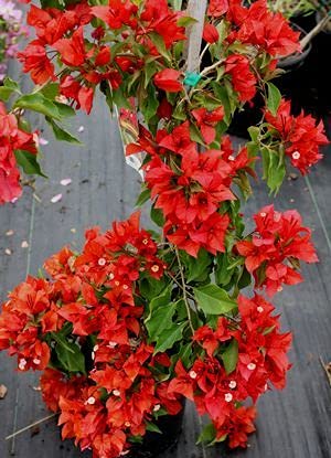 Aiden Gardens Rare Dwarf Red Bougainvillea Spectabilis Live Plant Bushy Double Flower Bougainvillea 1 Healthy Live Plant (B0965S91BK) Amazon Price History, Amazon Price Tracker